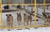 Под Екатеринбургом построят новый питомник для бездомных животных‍