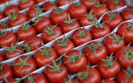 Россельхознадзор уничтожил на Среднем Урале 36 тонн санкционной продукции  