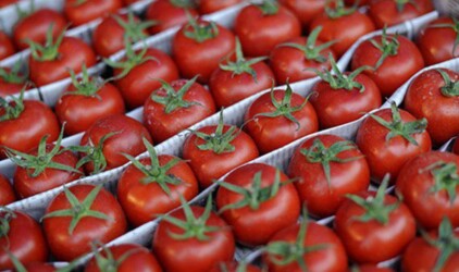 Россельхознадзор уничтожил на Среднем Урале 36 тонн санкционной продукции  