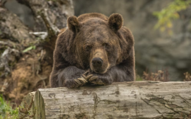 Нейросеть предупредит северян о приближении медведей