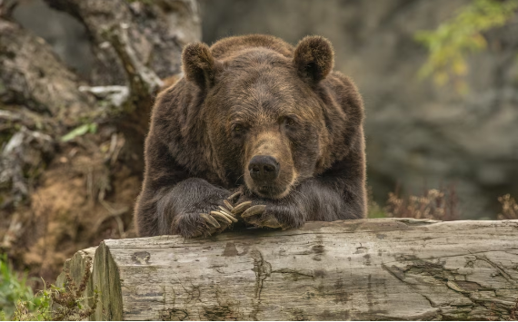 Нейросеть предупредит северян о приближении медведей
