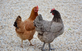 Среднеуральская птицефабрика остановит производство и сократит 25% штата