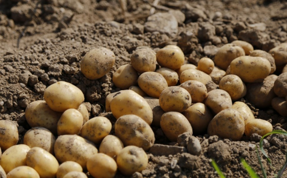 В Свердловской области поддержат производителей картошки и овощей