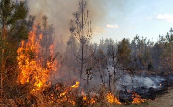 В Свердловской области на борьбу с лесными пожарами потратят 384 млн рублей