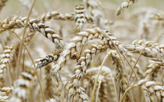 Боррель: Россия своим дешевым зерном сделает развивающиеся страны зависимыми