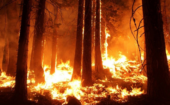 Свердловская область получит 690 млн рублей на тушение природных пожаров